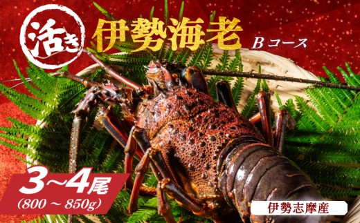 活き 伊勢海老 Bコース 3~4尾 約800~850g 山金商店 伊勢えび エビ 高級 グルメ 焼き物 汁物 海鮮 特産 海の幸 魚介 海老 伊勢志摩産 739746 - 三重県南伊勢町