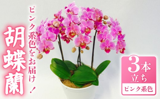胡蝶蘭 ミディー胡蝶蘭 ピンク系 5.5号 3本立ち 寄せ植え 花 お花 flower 植物 コンパクト 品種 おまかせ お楽しみ 家庭用 鑑賞 インテリア 贈答 記念日 ギフト プレゼント お祝い 祝い 誕生日 還暦 米寿 お歳暮 お中元 贈り物 送料無料 ふるさと納税 千葉県 旭市 椎名洋ラン園 sye013