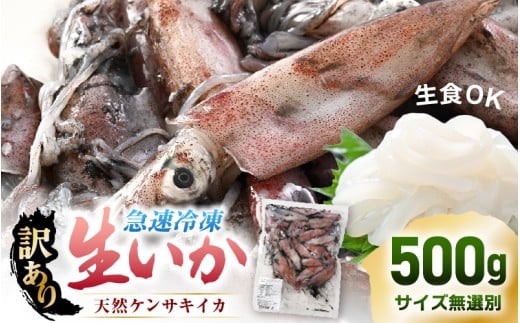 【急速冷凍】【訳あり】生いか 天然ケンサキイカ サイズ無選別 500g 定置網漁 皮むけ・サイズ不揃い【剣先いか 生イカ いか  白イカ  いかめし いか焼き 姿焼き げそ 煮付け 海鮮 鮮魚 おつまみ】 [e15-a061]
