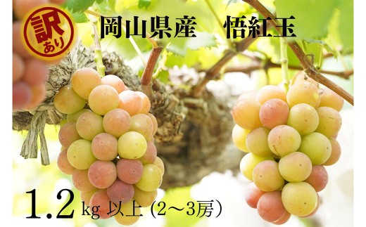 訳あり 悟紅玉 旧ゴルビー 2〜3房 合計1.2kg以上 産地直送 朝採れ ぶどう 葡萄 岡山 Kawahara Green Farm[2025年8月下旬〜9月下旬 順次発送予定]