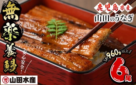 【無薬養鰻】 鹿児島産 山田のうなぎ ＜計960g以上＞ (160g以上×6尾) うなぎ 鰻 ウナギ 無薬 養鰻 無投薬 6尾 国産 九州産 蒲焼き かばやき 冷凍 うな重 ひつまぶし タレ 山椒 c2-014