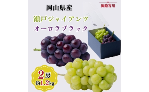 御贈答用 岡山県産 瀬戸ジャイアンツ オーロラブラック 2房入り(1.2kg以上) ぶどう ブドウ 葡萄 フルーツ 果物 岡山 瀬戸内市[№5735-3349]