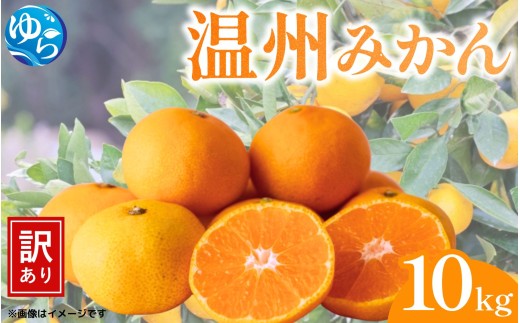【先行予約】（訳あり）温州みかん 10kg 【11月中旬～順次出荷】/ みかん ミカン 和歌山県 柑橘  甘い 蜜柑 フルーツ 果物 くだもの 食品  産地直送 由良町 ご家庭用 温州 温州ミカン 【kwgc004-11】 2104894 - 和歌山県由良町