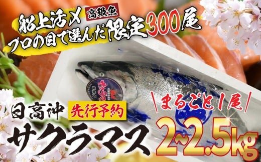  ＜ 2026年5月から順次発送 ＞ 北海道産 サクラマス 2～2.5kg まるごと 1尾 北海道 鱒 マス 旬 新鮮 魚 鮮魚 活〆  ＜ 予約商品 ＞