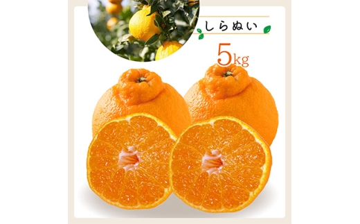 コウ果樹園「しらぬい」たっぷり5kg＜C33-23＞_ みかん ミカン 蜜柑 フルーツ 果物 くだもの 人気 美味しい 愛媛県 八幡浜市 柑橘類 柑橘 不知火 ふるさと 【1052369】 395090 - 愛媛県八幡浜市