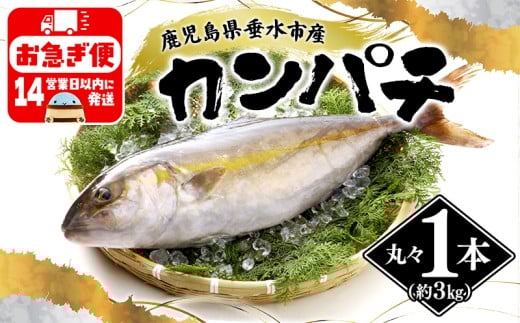 D4-2601／丸ごと 極上カンパチ (3kg保証) 1尾