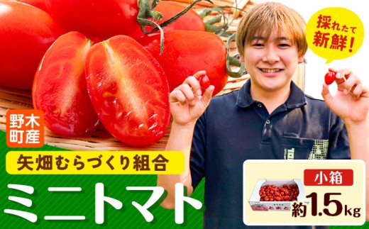 【先行予約】ミニトマト 約1.5kg 1箱 小箱 栃木県 野木町産 矢畑むらづくり組合 《2025年10月上旬-2026年6月下旬頃出荷》栃木県 野木町 トマト ミニトマト 野菜 新鮮 581594 - 栃木県野木町
