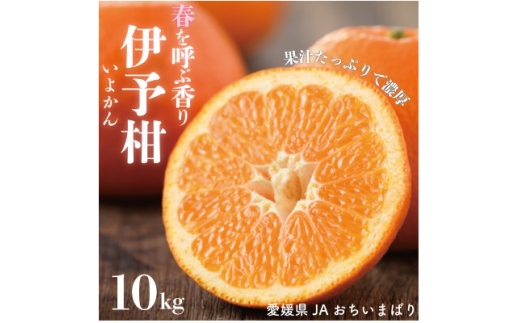 愛媛県産伊予柑 10kg　2L～L【1643766】