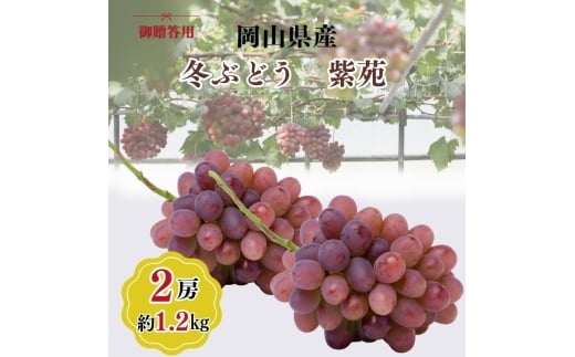 希少品種 御贈答用 岡山県産 冬ぶどう 紫苑 2房入り(1.2kg以上) ぶどう ブドウ 葡萄 フルーツ 果物 岡山 瀬戸内市[№5735-3348]