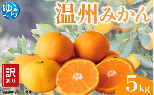 【先行予約】（訳あり）温州みかん 5kg 【11月中旬～順次出荷】/ みかん ミカン 和歌山県 柑橘  甘い 蜜柑 フルーツ 果物 くだもの 食品  産地直送 由良町 ご家庭用 温州 温州ミカン 【kwgc003-11】