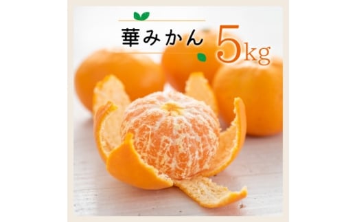 コウ果樹園の華みかん5kg＜A33-38＞_みかん ミカン 柑橘 フルーツ 果物 くだもの 完熟 産直 産地直送 甘い ジューシー 糖度 愛媛 おすすめ 人気 送料無料【1491967】 1285860 - 愛媛県八幡浜市