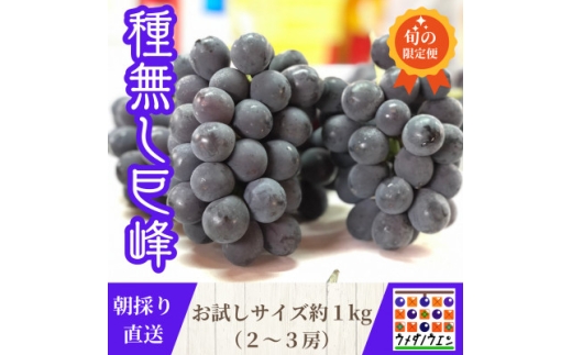 お試しサイズ約1kg　梅田農園の種無し巨峰　朝採りした物をその日の内に発送　8月より順次発送予定【1642883】
