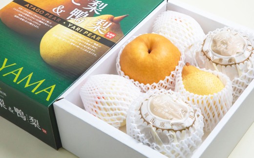 あたご梨 ・ 鴨梨 （ヤーリー） 詰合せ 合計約4kg 贈答箱 ／ 愛宕梨 梨 なし ナシ 果物  【2025年11月下旬～12月下旬発送予定】