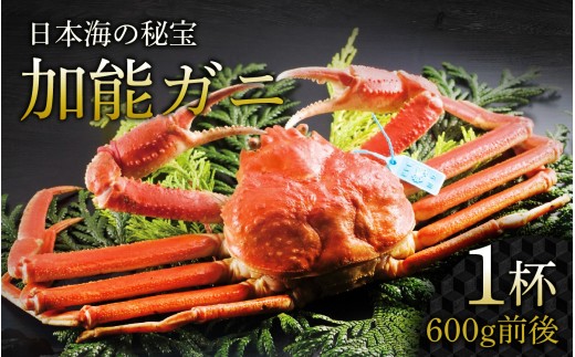 【先行予約】加能ガニ 1杯（600ｇ前後）