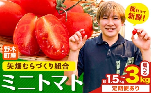 ※生産状況により、写真とは別の品種のミニトマトとなる場合がございます。
