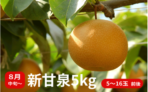 【数量限定】プレミアム新甘泉 5kg 5玉