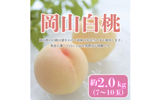 ＜2025年8月発送予定＞岡山白桃　約2.0kg(7～10玉)【1576280】 2198290 - 岡山県津山市
