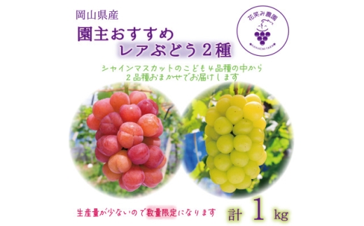 岡山　花笑み農園『園主おすすめレアぶどう2種セット』～シャインの子供たち～　2M-1R　9月下旬～【1629377】 2198405 - 岡山県津山市