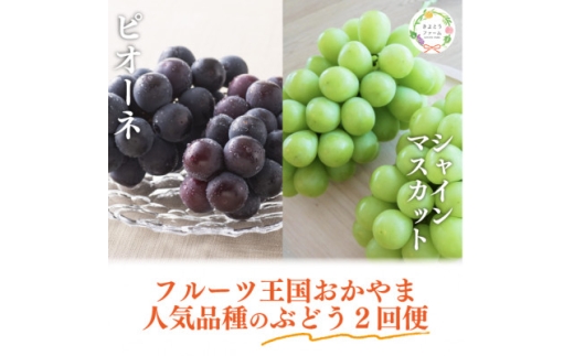 ＜発送月固定定期便＞＜きよとうファーム＞ピオーネとシャインマスカット大2房の定期便(岡山県産)全2回【4067688】 2198451 - 岡山県津山市