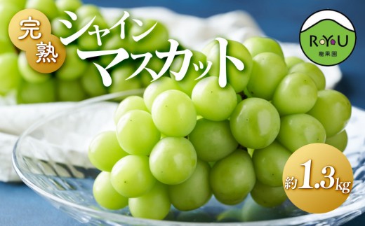完熟シャインマスカット（通常品） 1.3kg 2139499 - 愛知県大府市