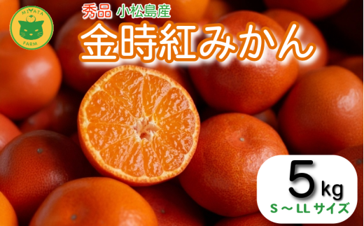 【2025年12月順次発送】　金時紅みかん 5kg みかん 甘い 紅 みかん 柑橘 蜜柑 ミカン ジュース 果汁 徳島県 小松島市  フルーツ 果実