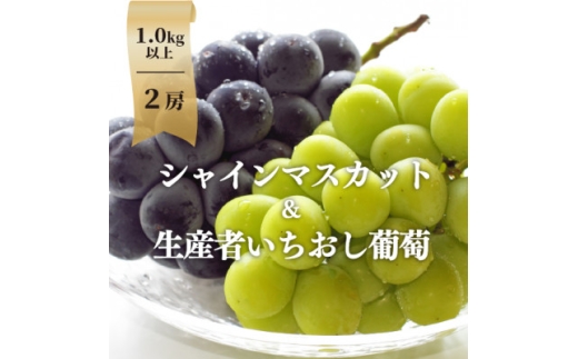 ＜きよとうファーム＞シャインマスカット&生産者いちおし葡萄 2房合わせて/約1kg～(岡山県産)【1553222】 2198280 - 岡山県津山市