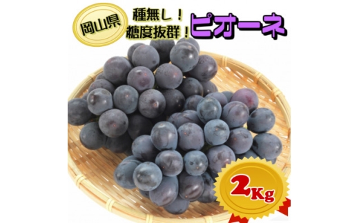 糖度抜群ぶどう＜秀品＞岡山産!種なしピオーネ2kg以上(3～4房)　ギフトにも【1612201】