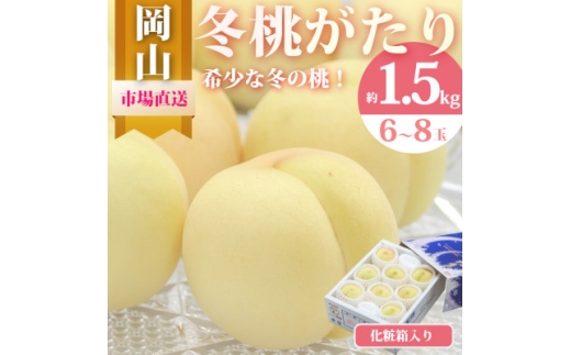 冬桃がたり 6～8玉(約1.5kg) 化粧箱入り_白桃 桃 もも 冬桃がたり ふゆももがたり 冬の桃 希少品種 希少 果物 フルーツ 贈答 ギフト 化粧箱 人気 岡山県 津山市 送料無料【1595624】 2198304 - 岡山県津山市