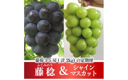 ＜発送月固定定期便＞＜きよとうファーム＞藤稔とシャインマスカット各2kg入の定期便(岡山県産)全2回【4068046】 2198452 - 岡山県津山市