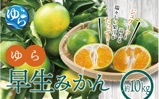 [先行予約]ゆら早生みかん10kg ※2025年10月初旬頃〜順次発送予定(お届け日指定不可) / 極早生 早生 由良町 和歌山県 柑橘 密柑 完熟 甘い ミカン 光センサー 柑橘 果実 くだもの フルーツ ブ 先行予約[jahd001]