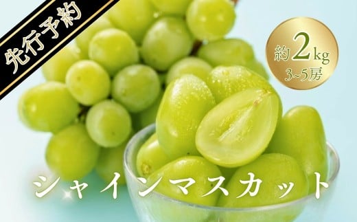 【2025年先行予約】シャインマスカット 約2kg(3~5房)｜ 果物 フルーツ 白ぶどう 葡萄 ブドウ 種無し 種なし 皮ごと 千曲市 長野県 信州 2136377 - 長野県千曲市