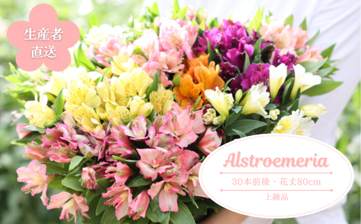 華やかな　アルストロメリア【上級品・生花】花農家直送品A　９月～３月発送　花丈80cm・30本前後［KS-101］ 828930 - 長野県佐久穂町