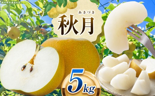 栃木県産 なし 梨 秋月 5kg 9月発送予定 | お取り寄せ 果物 くだもの フルーツ 梨 なし プレゼント ご褒美 甘い 贈答 秋 大きい 高評価 ナシ 8月 9月 10月 栃木県 真岡市 送料無料 栃木県共通返礼品