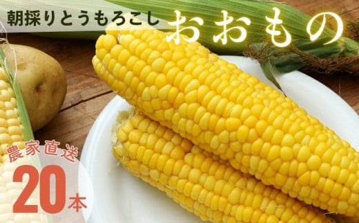 【数量限定！8月末発送予定】 北海道産とうもろこし 『おおもの』 《厚真町》【(株)厚真ファーム】旬の野菜 夏野菜 大粒 高糖度 甘い トウモロコシ トウキビ 唐黍 コーン [AXAE001] 15000 15000円
