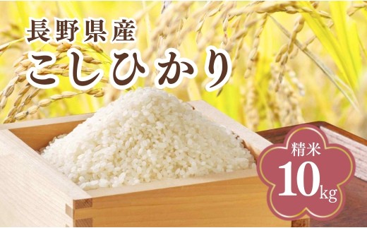 コシヒカリ 精米 10kg 令和7年産｜ 新米 白米 コメ ごはん 千曲市 長野県 信州