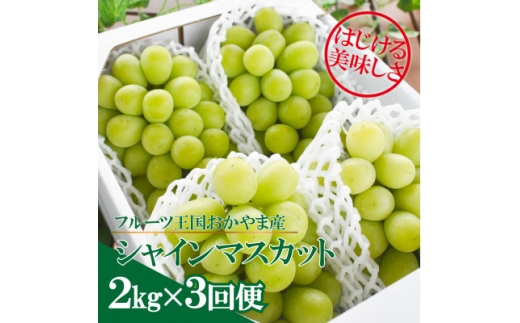 ＜発送月固定定期便＞＜きよとうファーム＞シャインマスカットを楽しむ満足便!/全便計6.0kg～全3回【4065364】 2198441 - 岡山県津山市