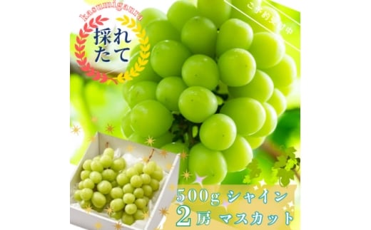 ＜先行受付＞茨城県かすみがうら市産　シャインマスカット2房(約500g×2)【1340410】