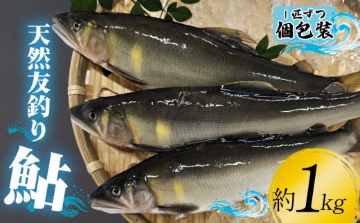 18-17 天然友釣り鮎 約1kg 1518432 - 高知県安芸市