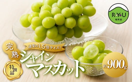 通常の1.5倍サイズ！良味・大房！　完熟シャインマスカット（特撰品）900g 2139498 - 愛知県大府市