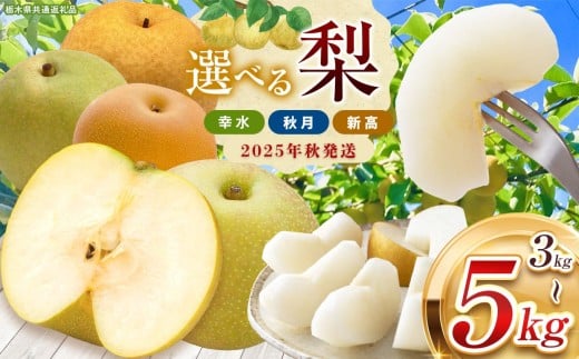 栃木県産 なし 梨 幸水 秋月 新高 品種 選べる | お取り寄せ 果物 くだもの フルーツ 梨 なし プレゼント ご褒美 甘い 贈答 秋 大きい 高評価 ナシ 8月 9月 10月 栃木県 真岡市 送料無料 栃木県共通返礼品