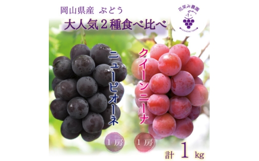 岡山　花笑み農園の『ニューピオーネ&クイーンニーナ』1kg(2房)　PQ-1＜9月中旬～順次発送＞【1629357】 2198402 - 岡山県津山市