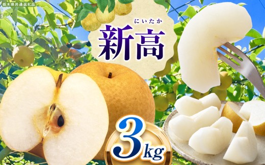 栃木県産 なし 梨  新高 3kg 9～10月発送予定 | お取り寄せ 果物 くだもの フルーツ 梨 なし プレゼント ご褒美 甘い 贈答 秋 大きい 高評価 ナシ 8月 9月 10月 栃木県 真岡市 送料無料 栃木県共通返礼品