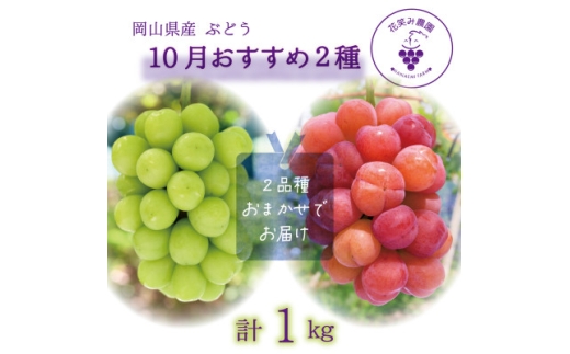 岡山　花笑み農園のブドウ『10月おすすめ 2種セット』(2房)2M-1L＜10月～順次発送＞【1627769】 2198383 - 岡山県津山市