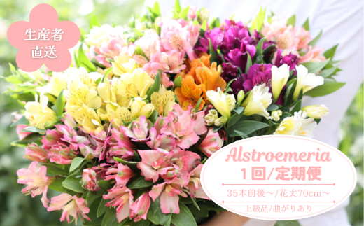 華やかな アルストロメリア[KS-102-01]