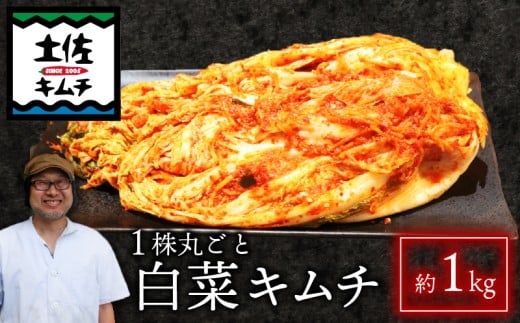 【土佐キムチ 丸ごと白菜】 白菜 キムチ 1000g 無添加 自然派  丸ごと キムチ 漬物 発酵 白菜 キムチ 手作り てづくり 韓国 高知県 南国市  2200968 - 高知県南国市