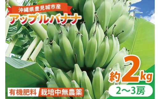 アップルバナナ 約2kg｜バナナ ばなな アップルバナナ フルーツ くだもの 果物 沖縄フルーツ 有機肥料 沖縄 沖縄県 豊見城市(DL001) 2201720 - 沖縄県豊見城市