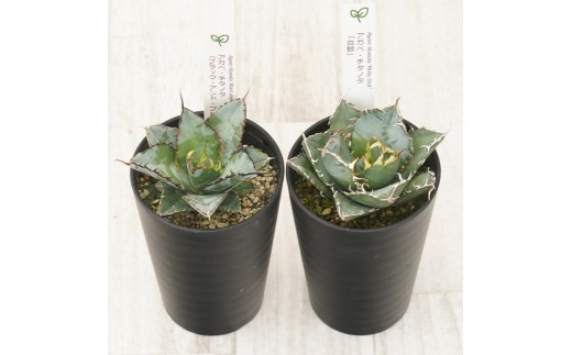 多肉植物 インテリア アガベ チタノタ銘品2種 セット 3.5号鉢 白鯨 ブラック＆ブルー 四国ガーデン 人気 観葉植物 グリーン リラックス 伊予市｜C134 2200611 - 愛媛県伊予市