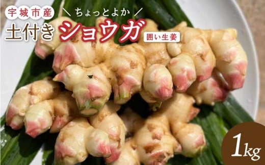 【先行予約】【2025年10月中旬から2025年12月下旬より順次発送予定】熊本県宇城市産 囲い生姜 土付き 「ちょっとよかショウガ」 1kg 629737 - 熊本県宇城市