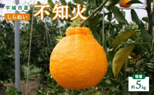 先行予約 不知火 5kg 【2025年2月上旬から4月下旬発送予定】 しらぬい 柑橘類 みかん 宇城市産 熊本県産 九州産 国産 ひかる農園 348259 - 熊本県宇城市