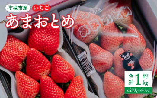 [2026年1月発送] 先行予約 いちご あまおとめ 約1kg(約250g×4パック) [2026年1月上旬〜2026年1月下旬頃発送予定] 合計1kg 果物 くだもの フルーツ 果実 苺 いちご イチゴ 宇城市産 NAGATA FARM レビューキャンペーン